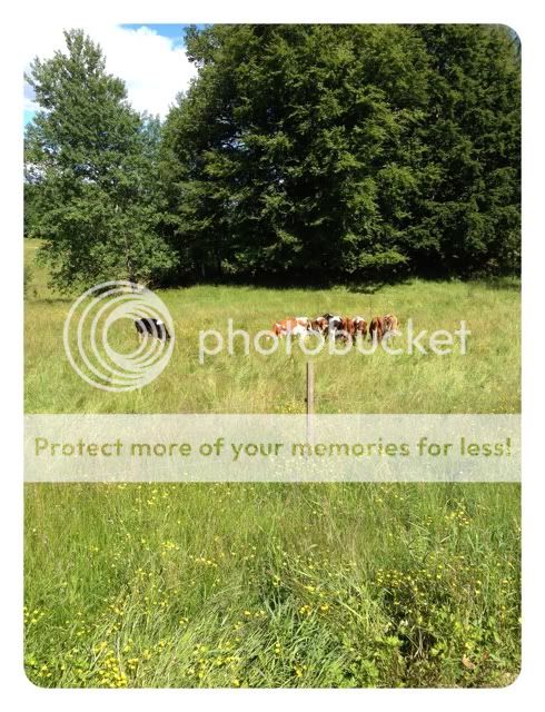 Photobucket Pictures, Images and Photos