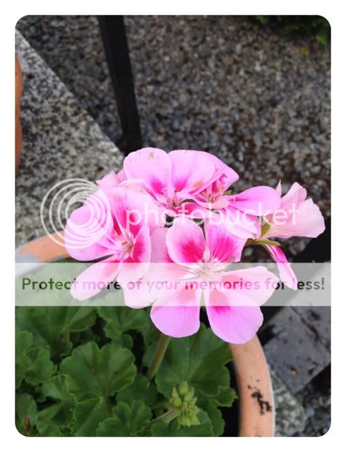 Photobucket Pictures, Images and Photos