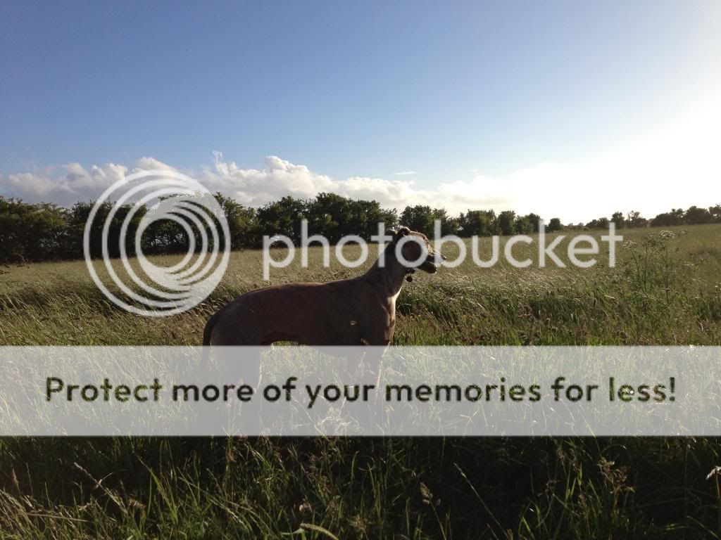 photo2.jpg?t=1371421350