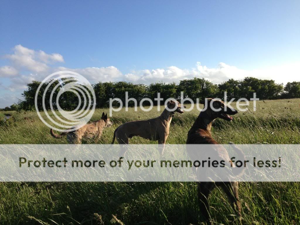 photo3.jpg?t=1371421278