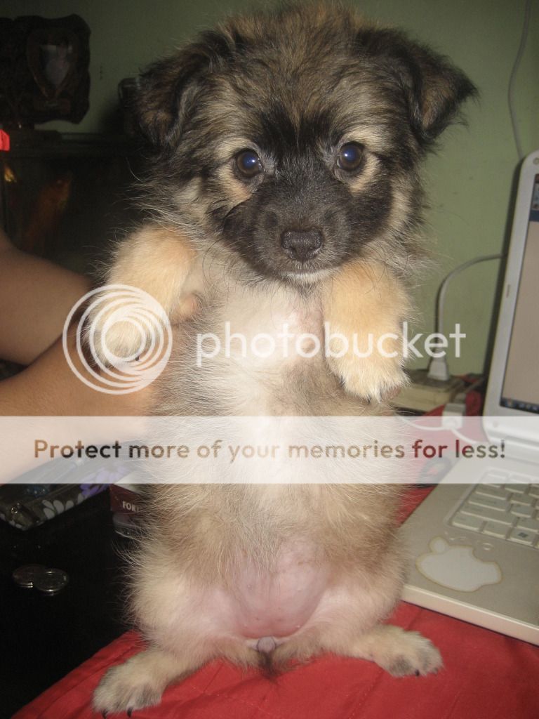 shih tzu pomeranian mix for sale shih tzu mix pomeranian spitz puppies for sale new photos inside for breeds picture shih tzu pomeranian mix for sale shih tzu mix pomeranian spitz puppies for sale new photos inside for breeds picture