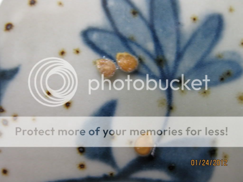 tomato seeds, soaking in water