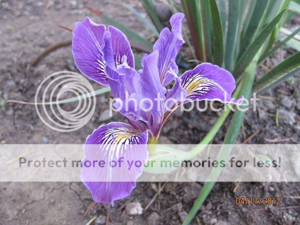 Douglas Iris