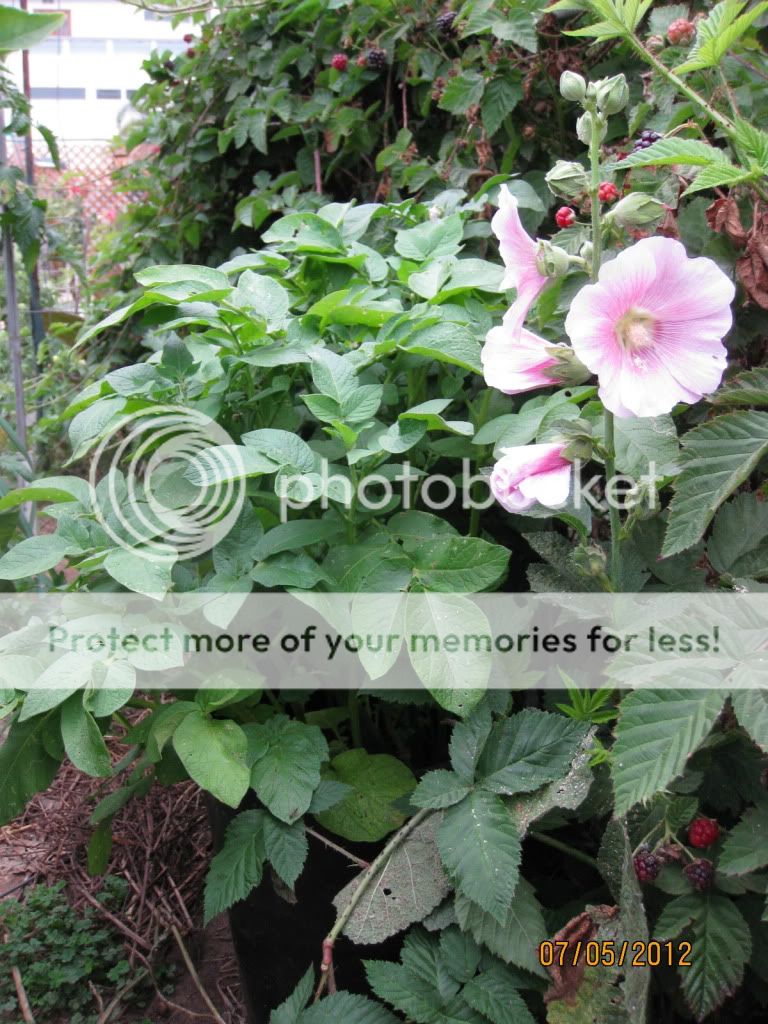 Potato plants in pots