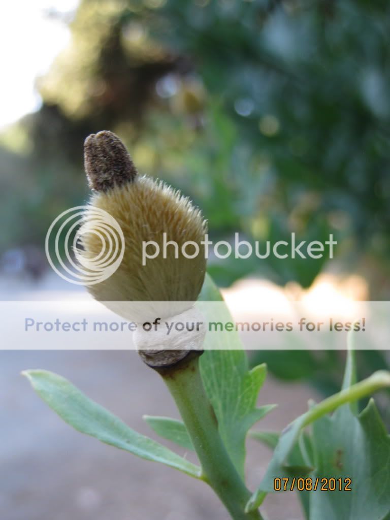 matilija poppy seed pod