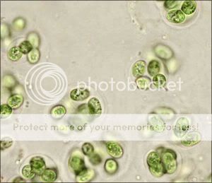Gloeocapsa Magma, Roof Algae