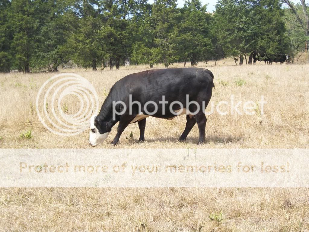 How is the drought affecting your operation? - Cattle