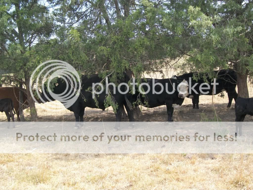 How is the drought affecting your operation? - Cattle