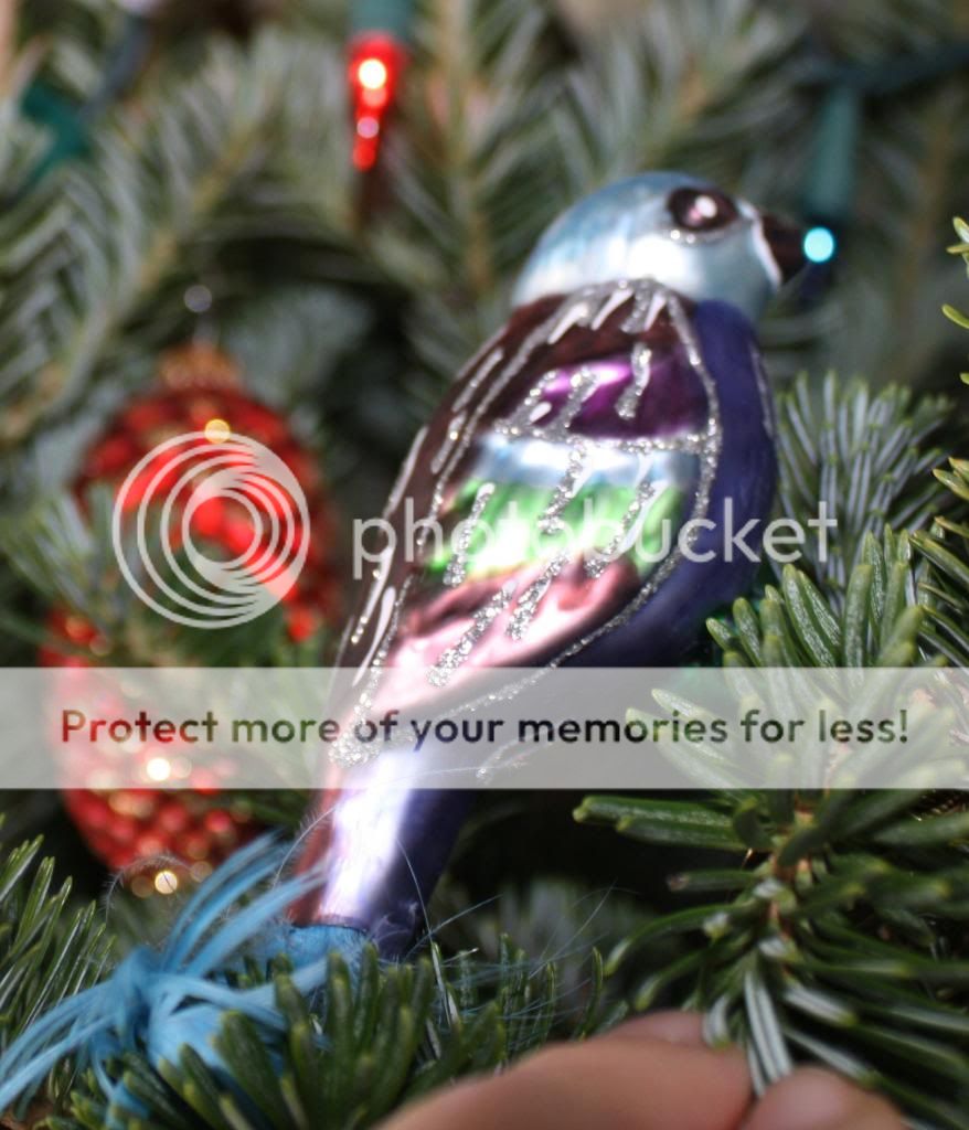 Bird blue photo 015_zps7253ab2c.jpg
