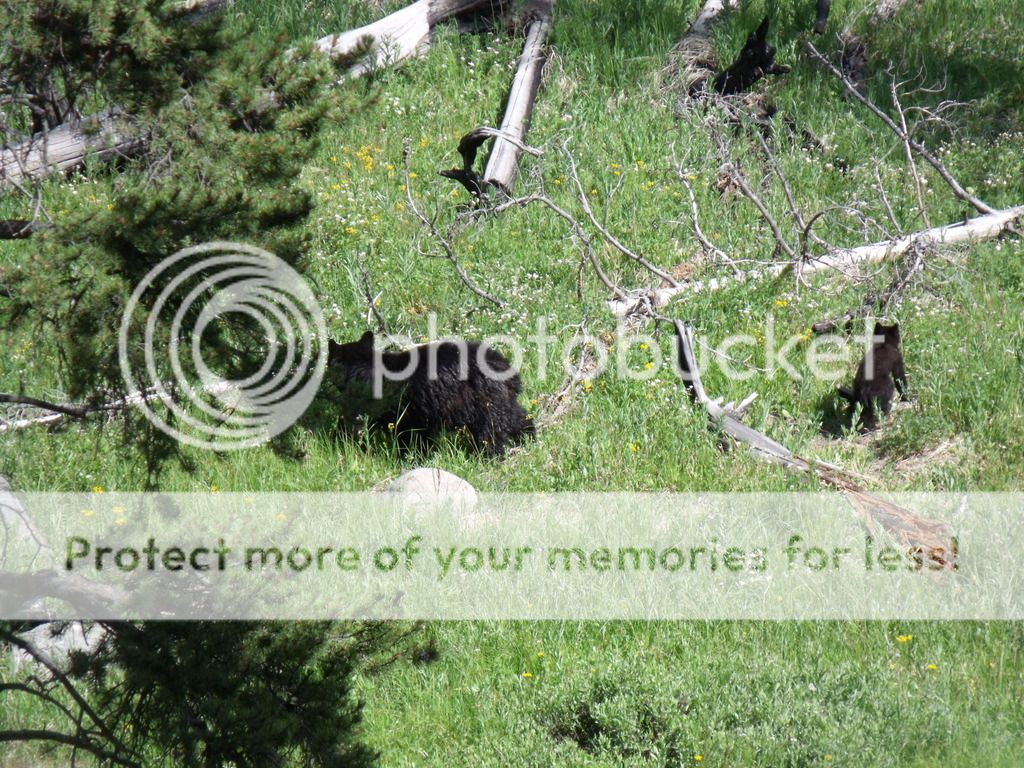 photo Bears 1_zpsvuf6wlmz.jpg