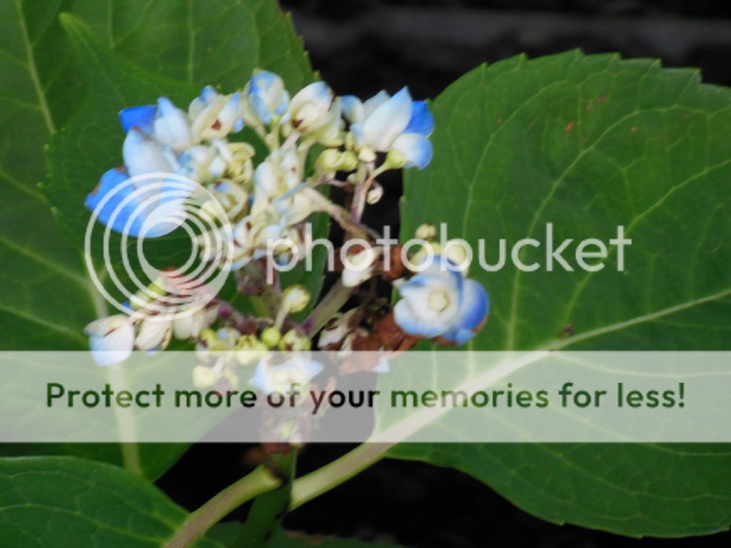 Pics of Problem Hydrangeas