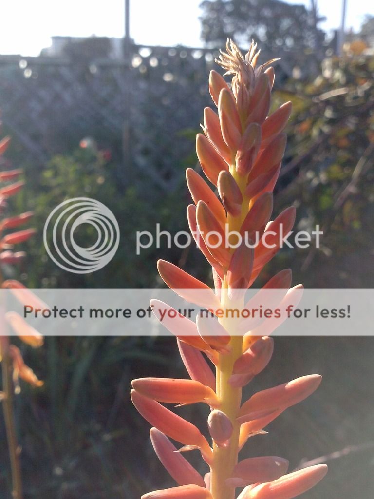  photo aloe flowering Jan 25 2017_zpsfyz5gcsc.jpg