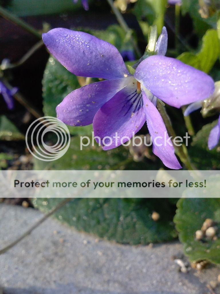  photo violets Jan 25 2017_zpsgt9hnctx.jpg