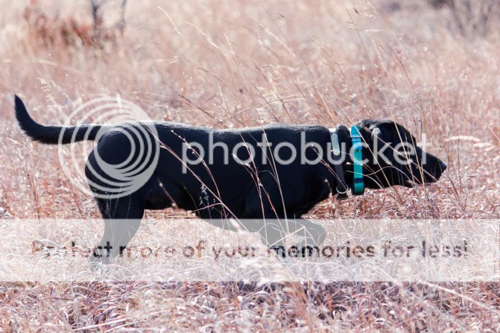  photo quail10022013smg-2646CROP_zps376d1bd6.jpg