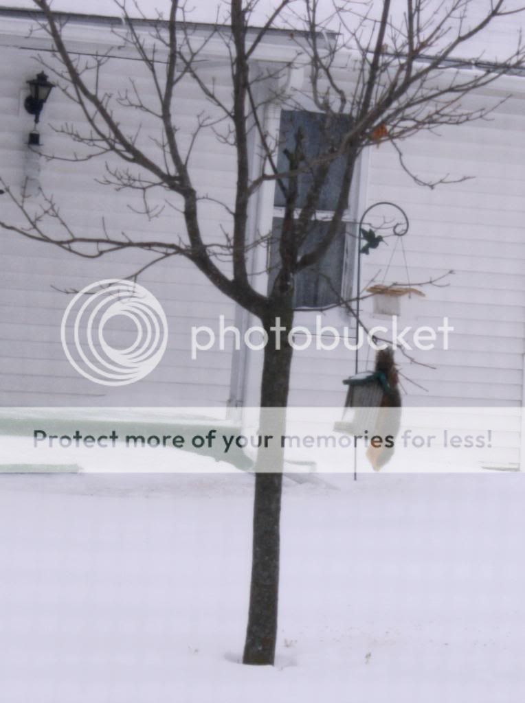Squirrel on bird feeder upside down photo Squirrelonbirdfeederupsidedown_zpse7851325.jpg